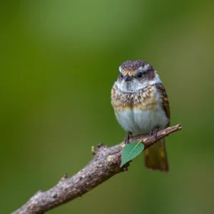Jak usunąć marmolit ze ściany