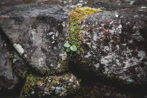 Mech chrobotek na ścianę jak zrobić